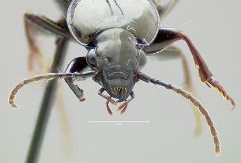 Media type: image;   Entomology 600429 Aspect: head frontal view